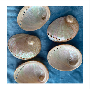 Coquille d'ormeau ovale naturelle, matière première pour la décoration de la maison, la fabrication de bijoux, artisanat sur le thème naturel - Product Image 5