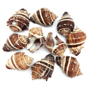 Conchas marinas naturales para decoración de bodas en casa, conchas de mar para acuarios de agua salada - Product Image 2