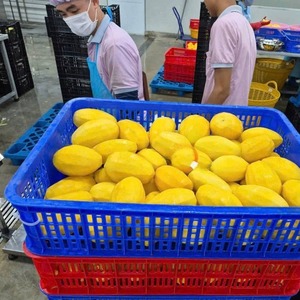 Mangues surgelées IQF en gros, tranches de mangue jaune fraîchement récoltées pour la restauration, expédition mondiale - CARYLN - Product Image 5