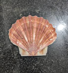 Exquisita belleza natural de conchas marinas para decoración global | Pedido a granel de Vietnam - Product Image 4