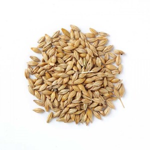 Orge fraîchement récoltée pour l'alimentation animale – Grains séchés de qualité export pour la nutrition du bétail, destinés aux acheteurs agricoles mondiaux - Product Image 4