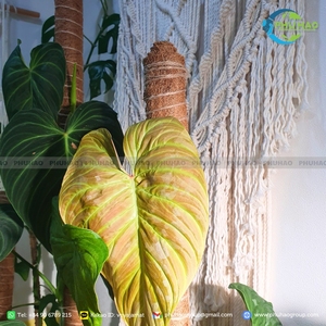 Cinta de Fibra de Coco de Alta Calidad para Envolver Plantas y Decoración Ecológica, con Excelente Calidad y Buen Precio - Product Image 3