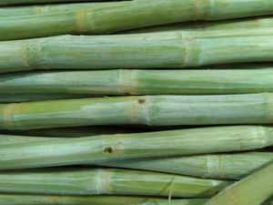 Canne à sucre congelée pour boissons et dessert | Vente en gros de canne à sucre 100% naturelle du Vietnam - Product Image 3