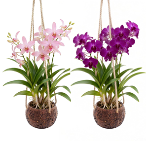Pot en Coque de Noix de Coco Écologique en Gros, Jardinière Suspendue en Noix de Coco Idéale pour la Décoration de Patio et de Balcon en provenance du Vietnam - Product Image 1