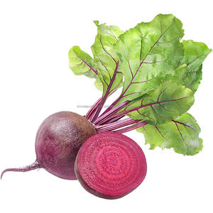 Remolacha Roja Fresca Premium, Vegetal Orgánico en Grandes Cantidades, Precio por Unidad, Remolacha Roja Natural de Seis Estaciones, Agro Traders - Product Image 2