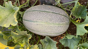Graines de melon hybride F1 FB-LANA, rendement élevé, Brix 12-15%, sucré, récolte précoce 60-70 jours, peau filetée, chair orange - Product Image 4