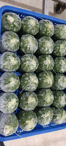 Feuilles de manioc surgelées riches en fibres, légumes naturels pour l'exportation en gros internationale, fournisseur professionnel - Product Image 2