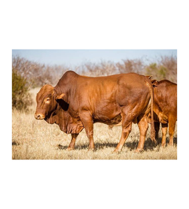 Ganado Africano para Compra al por Mayor y Comercio B2B Global - Product Image 1