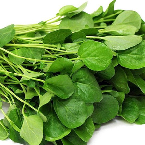 Graines d'épinards de qualité supérieure à longue durée de conservation pour les semoirs et les opérations agricoles commerciales, favorisant l'agriculture à grande échelle - Product Image 1