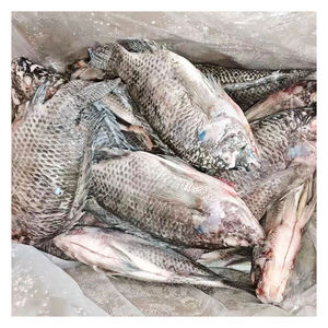 ปลาทิลาเปียแช่แข็งคุณภาพสูง ขายส่งจำนวนมาก <span class=keywords><strong>ราคา</strong></span>โรงงาน - Product Image 6
