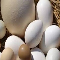 Œufs d'autruche frais et poussins à élever à vendre – Types d'œufs conservés et blancs disponibles