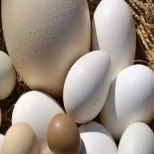 Huevos Frescos de Avestruz y Polluelos para Incubar en Venta, Tipos de Huevos Conservados y Blancos Disponibles - Product Image 2