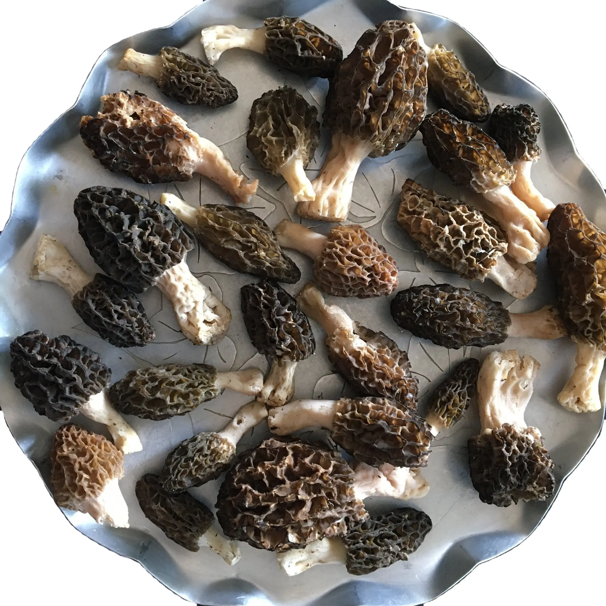 wholesale Fresh Morel Fungus from Vietnam with premium quality fast delivery