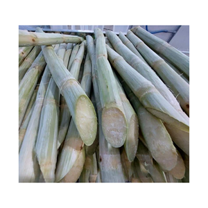 Caña de azúcar congelada al por mayor con precio competitivo de alta calidad de Vietnam | Exportación de caña de azúcar en todo el mundo - Product Image 5