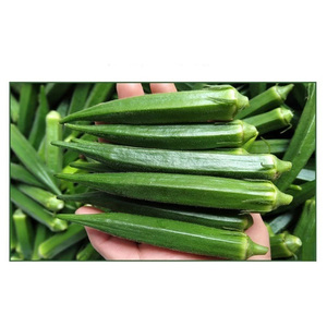 Export Ready <b>Fresh</b> Okra <b>Vegetable</b> with Strict Quality Standards for International Importers - Product Image 6