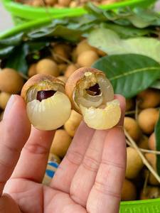 ขายชาลำไยตากแห้งผลไม้อบแห้งจากเวียดนาม - Product Image 2