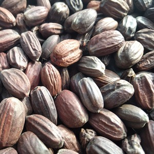 Graines de Jojoba Fraîches, Sélection Soignée de Graines Naturelles pour l'Extraction d'Huile de Jojoba, Produits de Soins de la Peau, Formules Capillaires et Utilisations Cosmétiques - Product Image 5