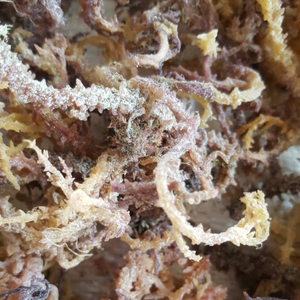 Eucheuma Cottonii Seca de Vietnam - Materia Prima de Carragenano |   Marca Kim Minh - Product Image 4