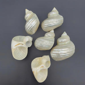 Anneaux de serviette en coquillages naturels, luxe moderne, écologiques, décoration de table côtière, décoration pour la maison, restaurant, hôtel, resort, plage - Product Image 5