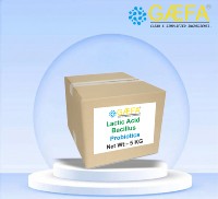 Poudre de probiotiques de qualité alimentaire à base de bactéries lactiques, fabriquée en Inde