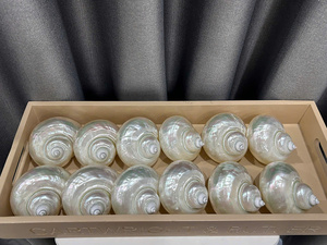 Conchas Marinas Naturales Iridiscentes Pulidas de Primera Calidad, Tipo Turban, Precio al por Mayor para Exhibiciones de Arte y Manualidades Únicas - Macy - Product Image 2