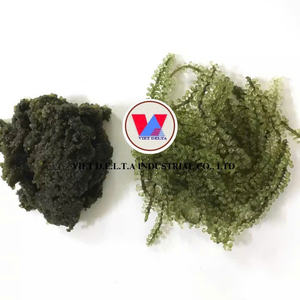 100% GRAPES DE MER NATURELLES ET BIOLOGIQUES, GRAPES DE MER VERDES, ALGUE MARINE, ALGUE MARINE EXOTIQUE, TROPICALE, GRAPES DE MER FRAÎCHES/DESÉSÉCHÉES. - Product Image 6