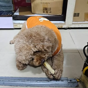 Fournitures en gros de friandises à mâcher pour chiens en bois de café - Prix compétitifs pour les commandes importantes |   Fabriqué au Vietnam - Product Image 5