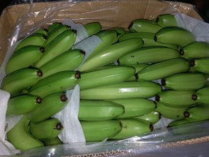 Plátano crudo indio de granja procedente de agricultura india de un exportador indio - Product Image 6