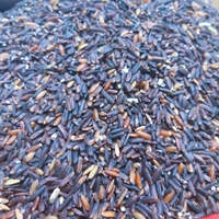 Riz Noir Bio Premium 2026 – Riche en Nutriments, Grain Entier Non Poli, Sans OGM, Aliment Sain – Fournisseur en Gros pour Acheteurs en Vrac, Séché