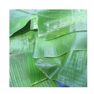 ใบตองแช่แข็งเกรดอาหาร – ใบตองเวียดนามขายส่งสำหรับร้านอาหารและผู้นำเข้า - Product Image 4