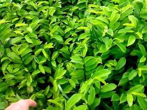 ใบฝรั่งแห้ง EXPAD 500 กรัม-ประโยชน์ต่อสุขภาพ ชงด้วยน้ำอุ่น อายุการเก็บรักษา 18 เดือน ผลิตในเมืองโฮจิมินห์ - Product Image 5