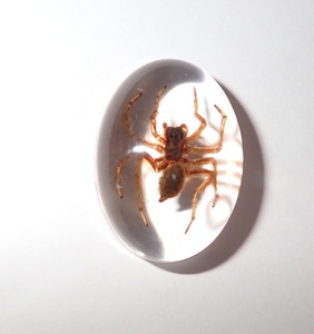 Araña Fantasma, Espécimen Real, Cabujón de Plástico Ovalado de 18x25 mm, Base Plana Transparente para Manualidades y Joyería - Product Image 6