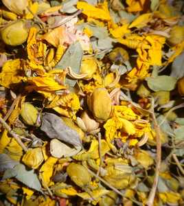 Flores de Senna Auriculata 100% Orgánicas Secadas al Sol, Té Herbal Natural de Alta Calidad, Apoyo Inmunológico y Detox, Tamil Nadu LKS - Product Image 1