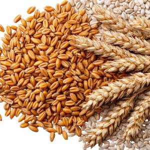 Fournisseur en gros d'extrait de protéine de blé soluble dans l'huile, ingrédient naturel pour les produits de soins personnels - Product Image 1
