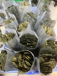 Premium Natural Bulk Dried Soursop Graviola Leaves Black <b>Tea</b> Bags/<b>Box</b> 25 <b>Tea</b> Bags/<b>Box</b> Organic Non Sugar Fermented Grade Vacuum - Product Image 5