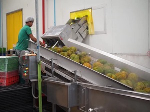 Durian Congelado de Vietnam en Oferta - Disponible con Marca Privada OEM - Product Image 3