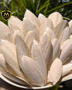 Os de Seiche Séché de Haute Qualité pour Oiseaux et Animaux de Compagnie – Supplément Naturel de Calcium pour l'Alimentation Animale - Product Image 1