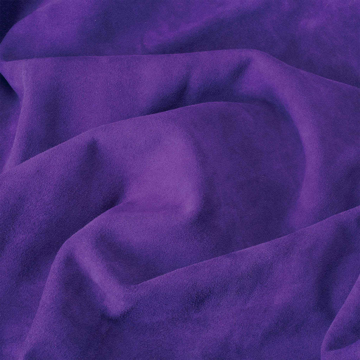 Pourpre