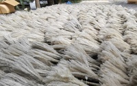 Rumput Kering Alami Blady Grass Bunga Kering dari Thailand Dekorasi Bunga Rangkaian Buket