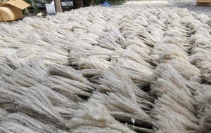 Hierba de Césped Seca Natural de Tailandia, Flor Seca para Decoración Floral, Arreglos de Ramos - Product Image 3