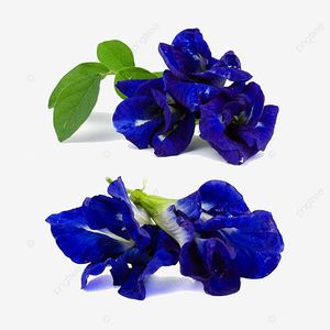 Standard Bulk Dried Butterfly Pea Flowers Natural Blue Petals Organic Herbal <b>Slimming</b> Tea Zip Bag Packaging Vietnam Supply EXPAD - Product Image 2