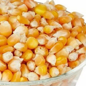 Listo para Enviar: Alimento de Gluten de Maíz Premium al por Mayor, Suministro a Granel, Grado Alimenticio para Animales, Producto de Exportación de Alta Calidad para Caballos, Ganado y Peces - Product Image 2