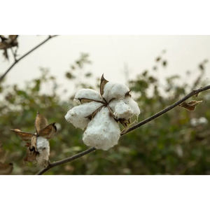 Coton brut 100% pur de qualité supérieure, fibre naturelle et pure pour l'industrie textile, filage, tissage et exportation, approvisionnement en vrac - Product Image 5