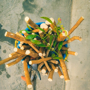 Cepillo de Dientes Herbal Miswak, Palillo de Limpieza Dental Natural para la Familia - Product Image 3