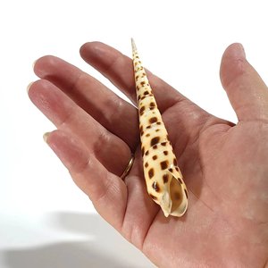 Coquillages de plage pour la décoration d'aquarium, coquillages naturels de mer, coquillages tachetés, prix bas - Product Image 6