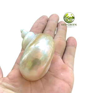 Conchas Marinas Blancas Decorativas de Primera Calidad, Pulimentadas, para Interiores Costeros, Acuarios y Manualidades - Product Image 6