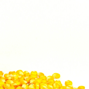 Granos de Maíz Amarillo Glutinoso Orgánico de Alta Calidad - Grado Alimenticio y para Piensos, 24 Meses de Vida Útil - Product Image 3