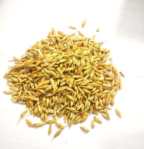 Grano de Cebada Integral Premium para Alimentación Animal, Alimento para Ganado de Alta Energía, Suministro Agrícola de Granos a Granel - Product Image 4