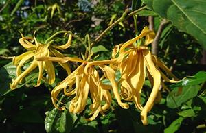 Aceite de Cananga (CN-001) Van Aroma - Product Image 2