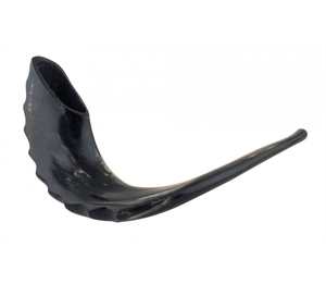 Shofar de cuerno de carnero kosher de la mejor calidad, tienda Shofar India, oferta emocionante para Rosh Hashanah - Product Image 4
